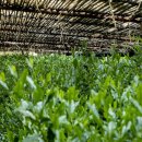 우지농장 이미지