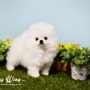 스카이윙 이미지