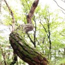 용천약수 | [상주] 갑장산(甲長山.806m) 산행후기---2023년 07월 01일(토)