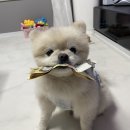 와들스 케이크 이미지