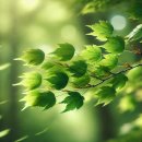 나무의노래 이미지