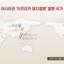 선양돼지 이미지