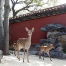 꽃사슴화원 이미지