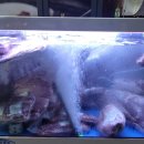 억대한우 이미지