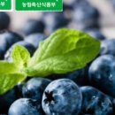 산들블루베리푸드