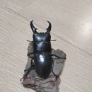 뿔샵