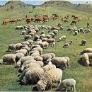 매원초교 이미지