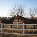 베르아델승마클럽 이미지