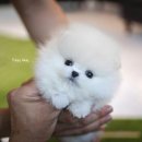 화이트 퍼피 켄넬 이미지