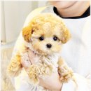 강아지분양 애견입양 아이러브독 수원점 말티푸미니비숑포메 이미지