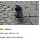 날개 이미지