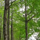 송정메타세콰이어길 이미지