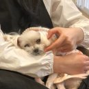 서른살나의펫 이미지