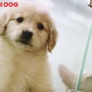 모찌애견샵 이미지