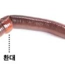 지렁이네