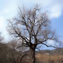 회전교차로 서측(항동로 7~ 교차로) | 울산 경매5계 2023 타경 111478 [임야]