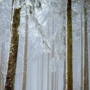 일광지하수산업건기 | 습지의 수호자, 버드나무류 자생종 이야기 - 물가를 지키는 유연한 생명체들
