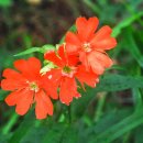 춤의정원 이미지