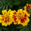 미친서각마을 영농조합 이미지