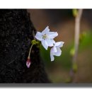 인천 수봉공원의 벚꽃(창고작) 이미지