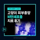 장유동물병원 | 고양이 피부종양수술, 비만세포종 치료 후기 김해 장유 율하 부산 종양동물병원