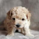 카니쉬펫 이미지