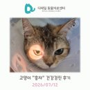 안녕홍차 | 철산 동물병원) 고양이 "홍차" 건강검진 후기 (위출혈, 위염)