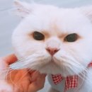 뜰안에냥 이미지