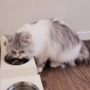 고양이의 봄, 묘랑묘랑 이미지