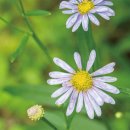 싱그랭이 이미지