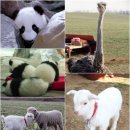 애니멀즈 이미지