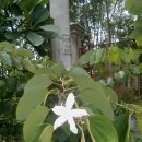 White Bauhinia 이미지