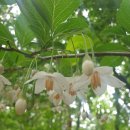 팔야2리 이미지