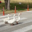 낙동강 벚꽃축제 푸드존 | 부산 제9회 강서 낙동강30리 벚꽃축제 후기