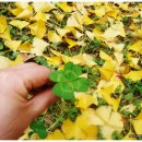 (이미지)가을 단풍잎들 속에 행운의 네잎클로버 살며시 고개드네~ 이미지