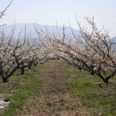 강변 농장 이미지