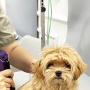 뽀송 펫 살롱 | “말티푸 5개월 아기 강아지 첫 미용, 스포팅컷으로 변신!｜일산애견미용 버블펫”