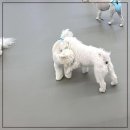 광주애견유치원호텔미용 마마스미독펜트하우스 본점 이미지