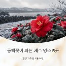 상모리-20 | 동백꽃이 피는 제주 명소 5곳, 감성 가득한 겨울 여행