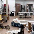 쿤이네집 | 안산 고양이카페 ‘쿤이네집’ 후기🐱 메인쿤 천국에서 힐링 데이트