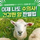 성양목장 | [대관령양떼목장] 이젠 나도 수의사! 건강한 양 판별법
