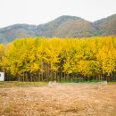 경주시서면도리보건진료소 네이버블로그