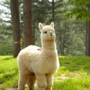 알파카월드 이미지