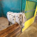 강릉아기동물농장 이미지