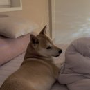 로고스 동물병원 이미지