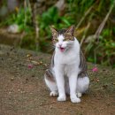 개랑 나들이 이미지