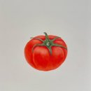 색연필 보타니컬아트 이미지