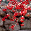 소나무경로당 | 군위 한밤 돌담마을의 산수유 열매