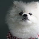 댕스티니 - 전주시 완산구 홍산북로 59-12 | 댕스티니