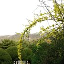 봄의노래 이미지